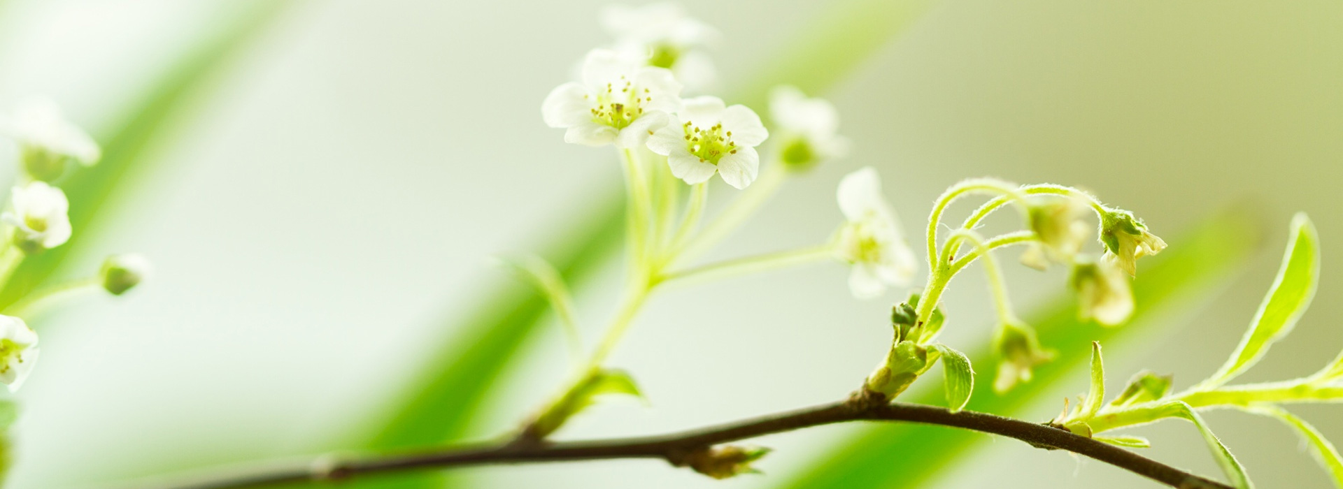 Polvita: Thực phẩm chức năng chiết xuất từ thiên nhiên