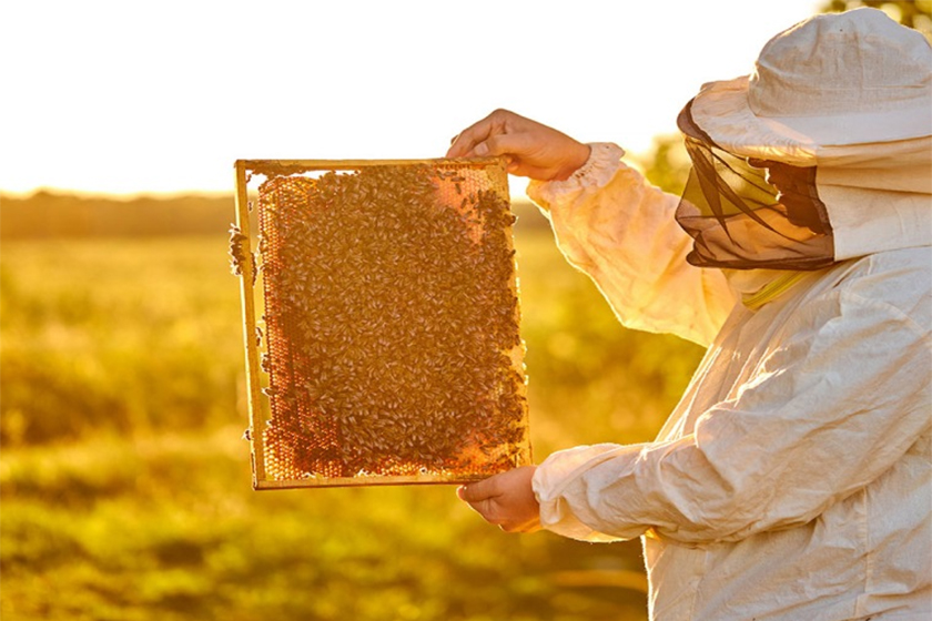 Điều kiện để được cấp Chỉ số UMF của mật ong Manuka